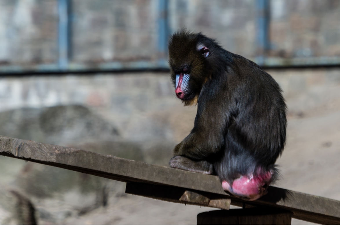 Koronawirus w Trójmieście. Zwierzęta z zoo tęsknią za ludźmi