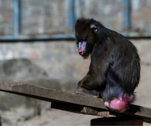 Koronawirus w Trójmieście. Zwierzęta z zoo tęsknią za ludźmi