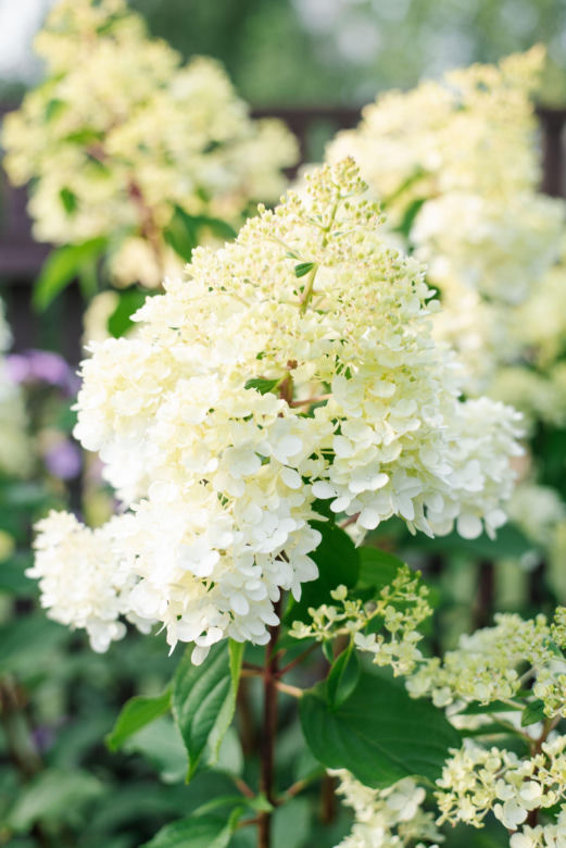 Hortensja bukietowa 'Polar Bear'