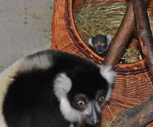 Najstarsza matka wśród lemurów