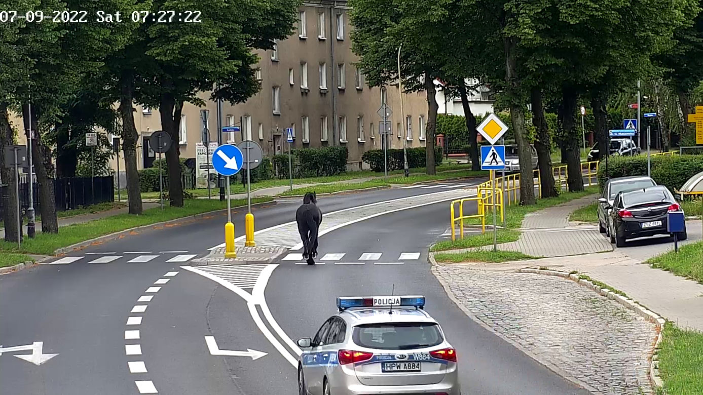 Konik na gigancie. Niecodzienna akcja w centrum Szczecinka