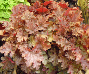 żurawka ‘Ginger Peach'