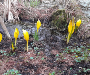 Wiosna budzi się w Arboretum w Bolestraszycach