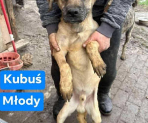 OTOZ Animals poszukuje domów dla psów