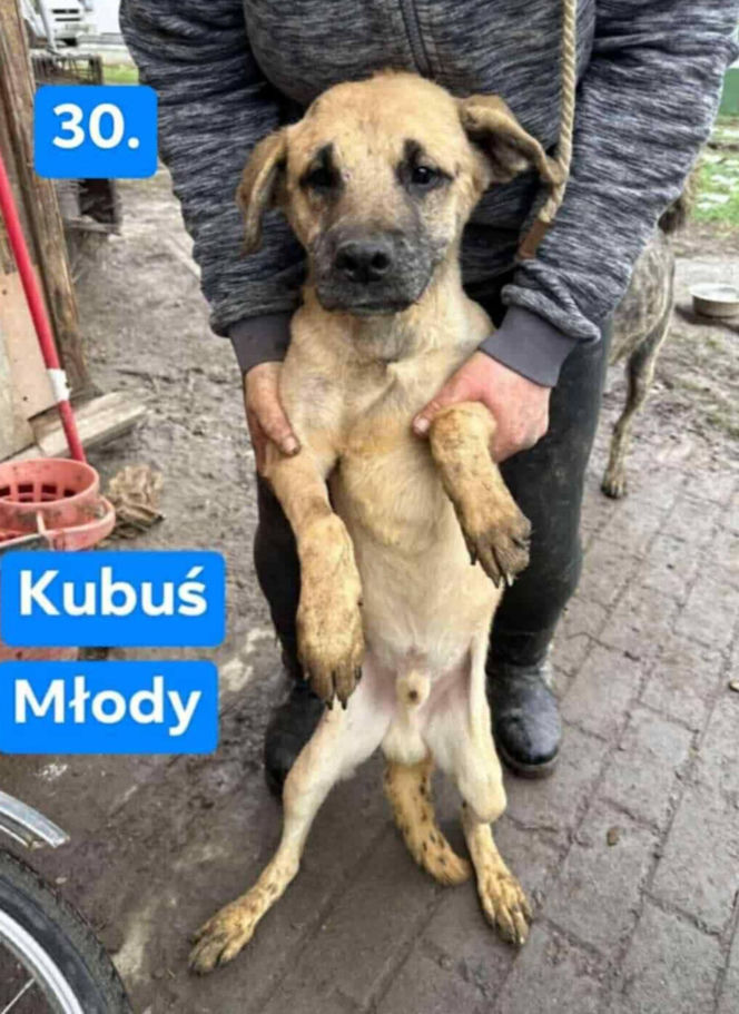 OTOZ Animals poszukuje domów dla psów