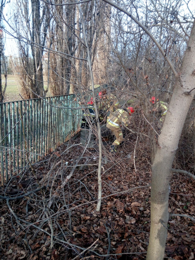 Sarna zakleszczona między metalowymi prętami