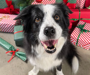 Świąteczna akcja charytatywna Maxi Zoo. Wspólnie dla zwierząt - Spełnij marzenia zwierząt w schroniskach!