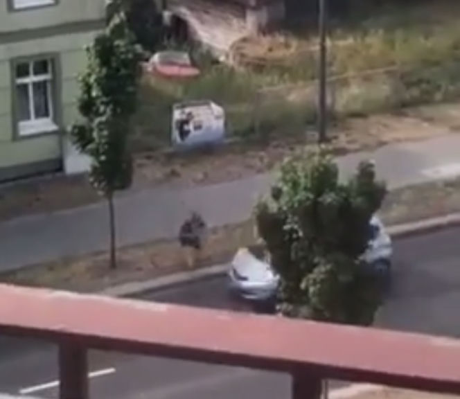 Zombie zabija już w Polsce