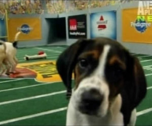 Szczeniaczki walczą o Super Bowl 