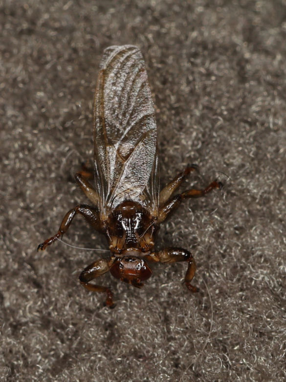 Latające kleszcze. Jak wygląda strzyżak sarni? Ukąszenie insekta jest nieprzyjemne i groźne dla ludzi