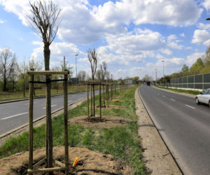 Prawie 300 nowych drzew w Toruniu. Posadzone zostały w 2020 roku