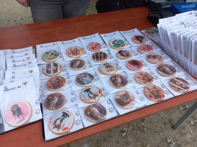 Przybyło psów w schronisku w Henrykowie koło Leszna. "Ilość zatrważająca"