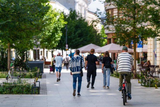 „Ale się wyciągnęła!”. Sprawdzamy, jak wygląda zasadzona w zeszłym roku miejska zieleń - ZDM Warszawa