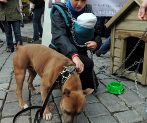 Katarzyna Bujakiewicz przykuła dziecko do budy