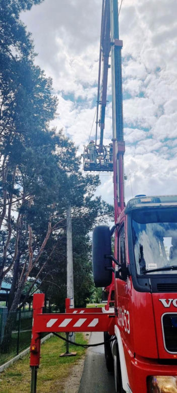 Barcice: Pisklaki pustułki wypadły z gniazda. Przeżyły upadek z 12 metrów!