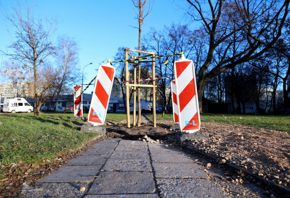Posadzili drzewo na środku chodnika