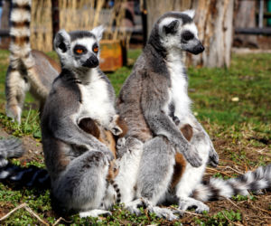 Sześć małych królów Julianów we wrocławskim zoo