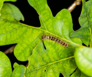 Uwaga na włochate gąsienice! Mogą być niebezpieczne. Lepiej ich nie dotykaj