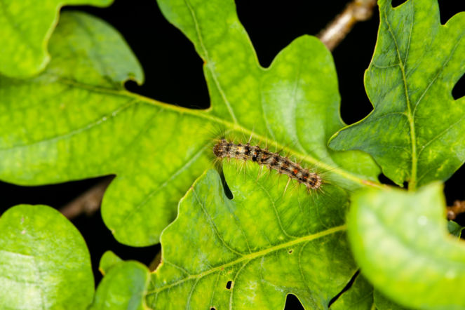 Uwaga na włochate gąsienice! Mogą być niebezpieczne. Lepiej ich nie dotykaj