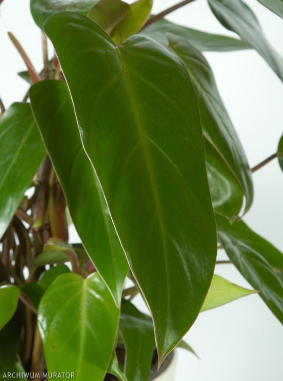 Filodendron