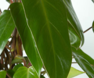 Filodendron