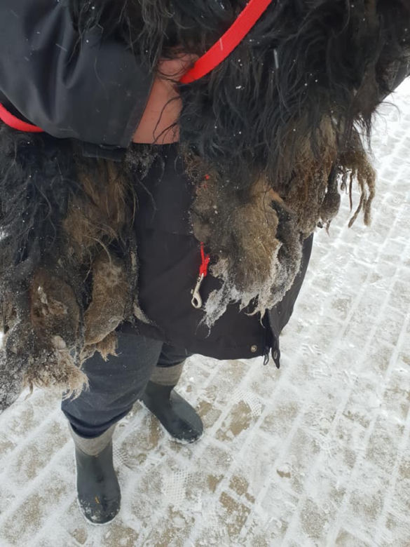Skrajnie zaniedbane suczki LEDWO żyły! Miały na sobie aż 6 kilogramów kołtunów [ZDJĘCIA]
