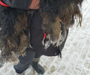 Skrajnie zaniedbane suczki LEDWO żyły! Miały na sobie aż 6 kilogramów kołtunów [ZDJĘCIA]