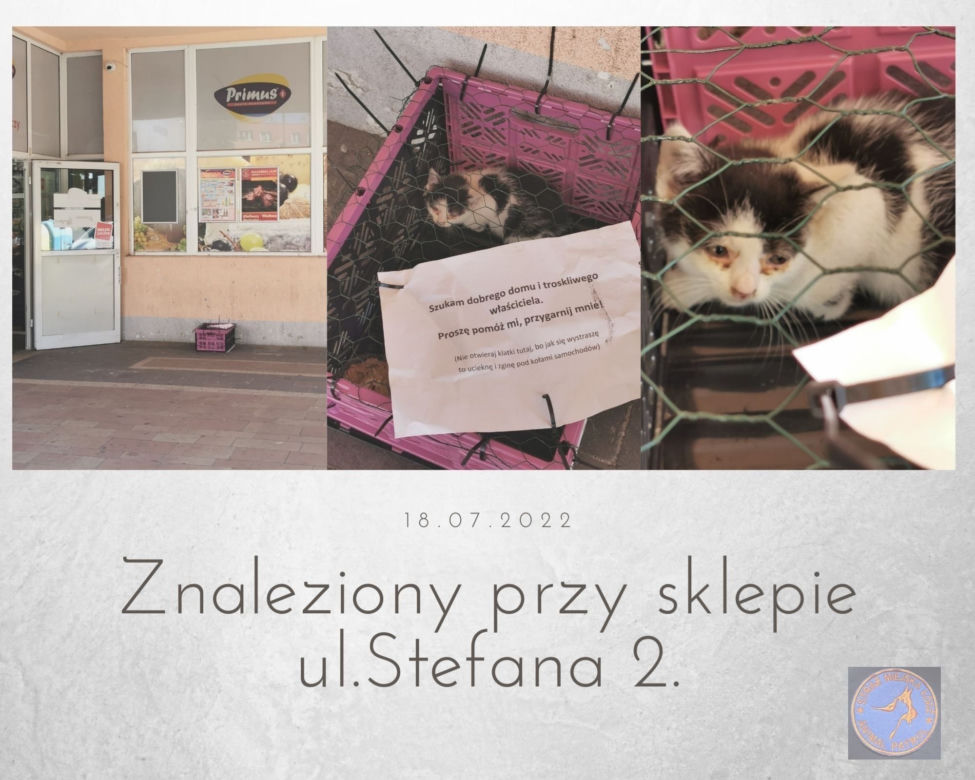 Łódź. Ktoś podrzuca pod sklepy zwierzęta. "Odrobina, ale jednak serca w człowieku"