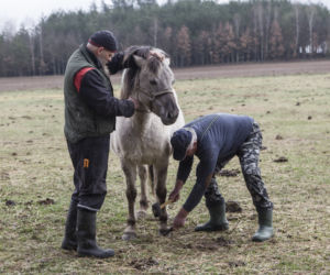Rolnicy. Podlasie odcinek 15. Premiera w niedzielę 20 czerwca