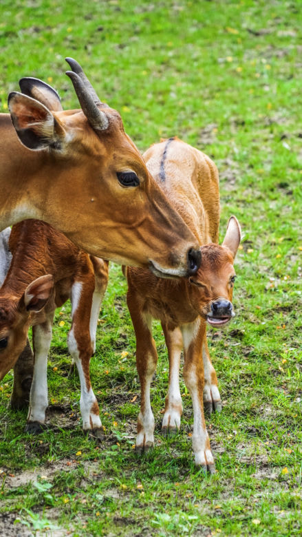 We wrocławskim zoo urodziły się dwa bantengi jawajskie