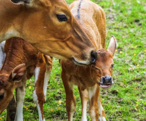We wrocławskim zoo urodziły się dwa bantengi jawajskie