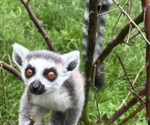 W zoo pod Lublinem urodził się lemur