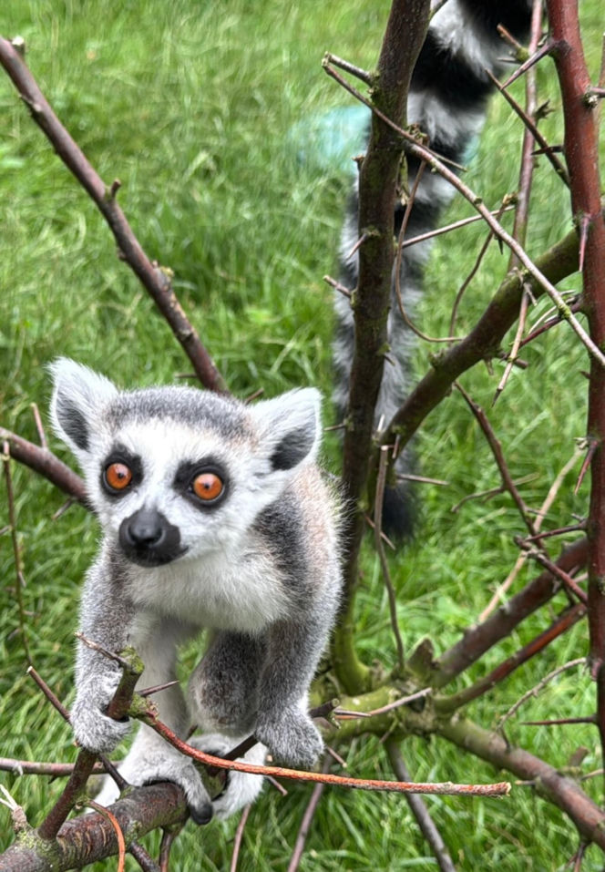 W zoo pod Lublinem urodził się lemur