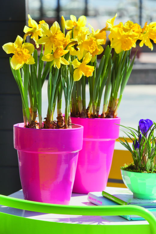 Narcyzy (Narcissus)