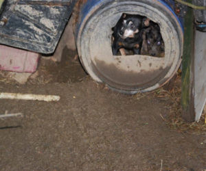 Interwencja inspektorów TOZ w Jabłowie