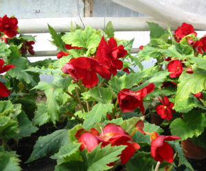 Begonia bulwiasta