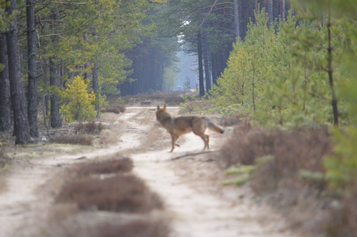 Tak wyglądają wilki z Pomorza