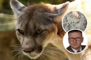 Puma grasuje na Mazowszu. Władze wydają pilne ostrzeżenie