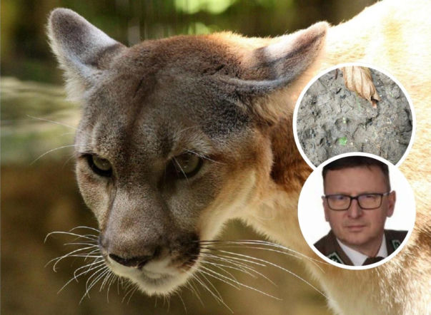 Puma grasuje na Mazowszu. Władze wydają pilne ostrzeżenie
