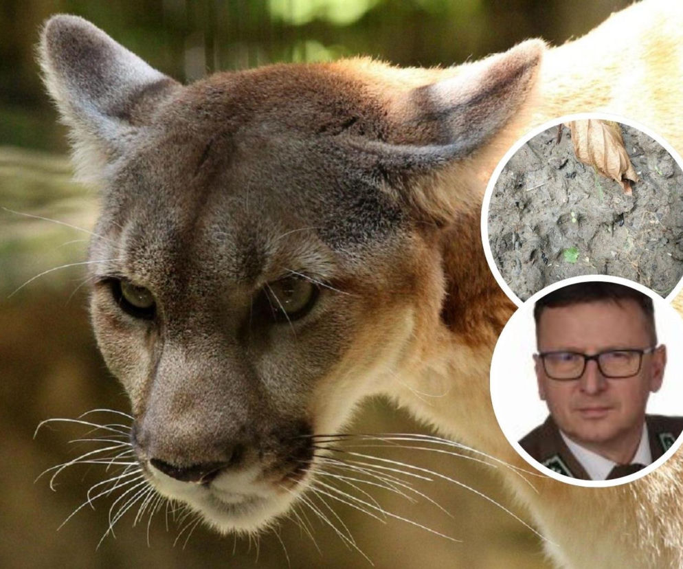 Puma grasuje na Mazowszu