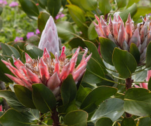 Protea królewska
