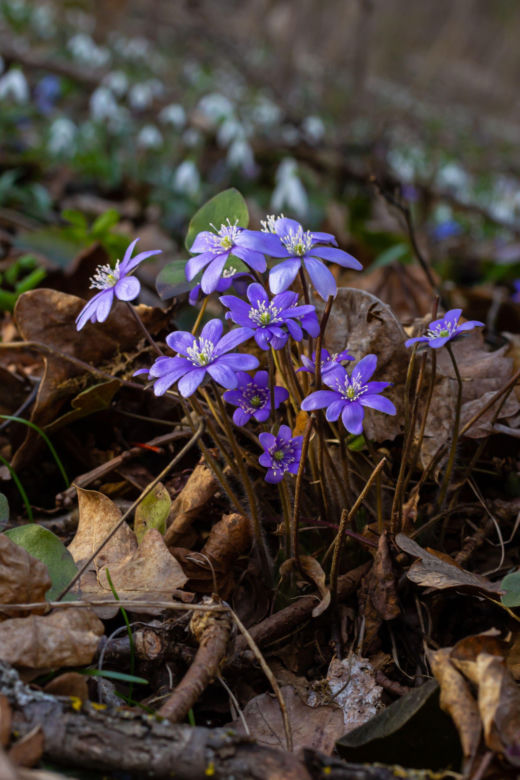 Przylaszczka siedmiogrodzka (Hepatica transsilvanica) 