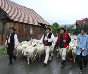Tradycyjny góralski redyk. Sprawdź terminarz na 2026 rok