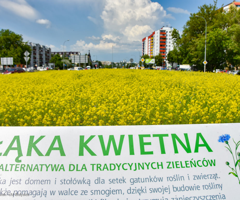 Białystok. Przy szkołach i przedszkolach powstaną łąki kwietne