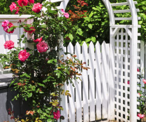 Pergola - podpora dla roslin, ochrona przed sloncem