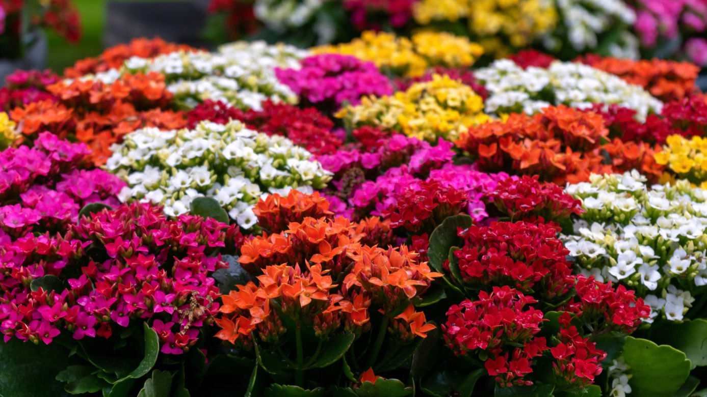  Kalanchoe Blossfelda 