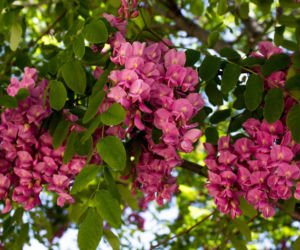 Robinia akacjowa