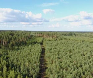Niszczycielski huragan spustoszył Puszczę Piską. Wiatr osiągał 170 km/h [ZDJĘCIA]