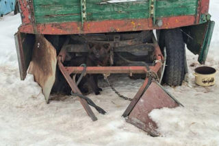 Szesnaście skrajnie zaniedbanych psów. Małżeństwo odpowie za znęcanie się nad zwierzętami