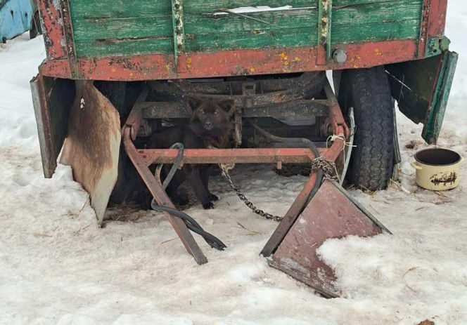 Szesnaście skrajnie zaniedbanych psów. Małżeństwo odpowie za znęcanie się nad zwierzętami